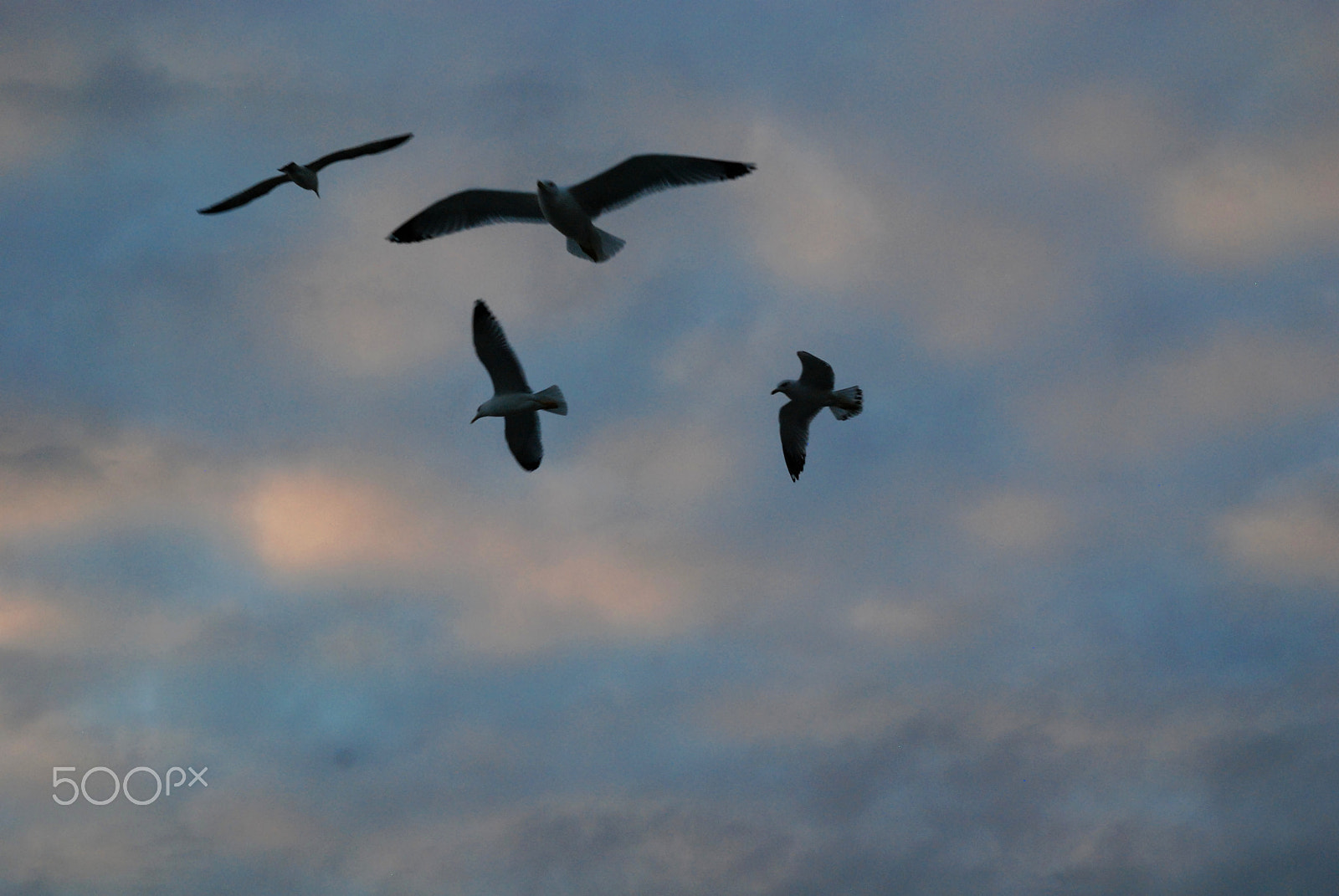Nikon D80 sample photo. Natural composition photography