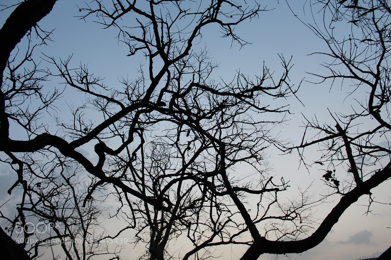 Canon EOS 1300D (EOS Rebel T6 / EOS Kiss X80) sample photo. Into the woods photography