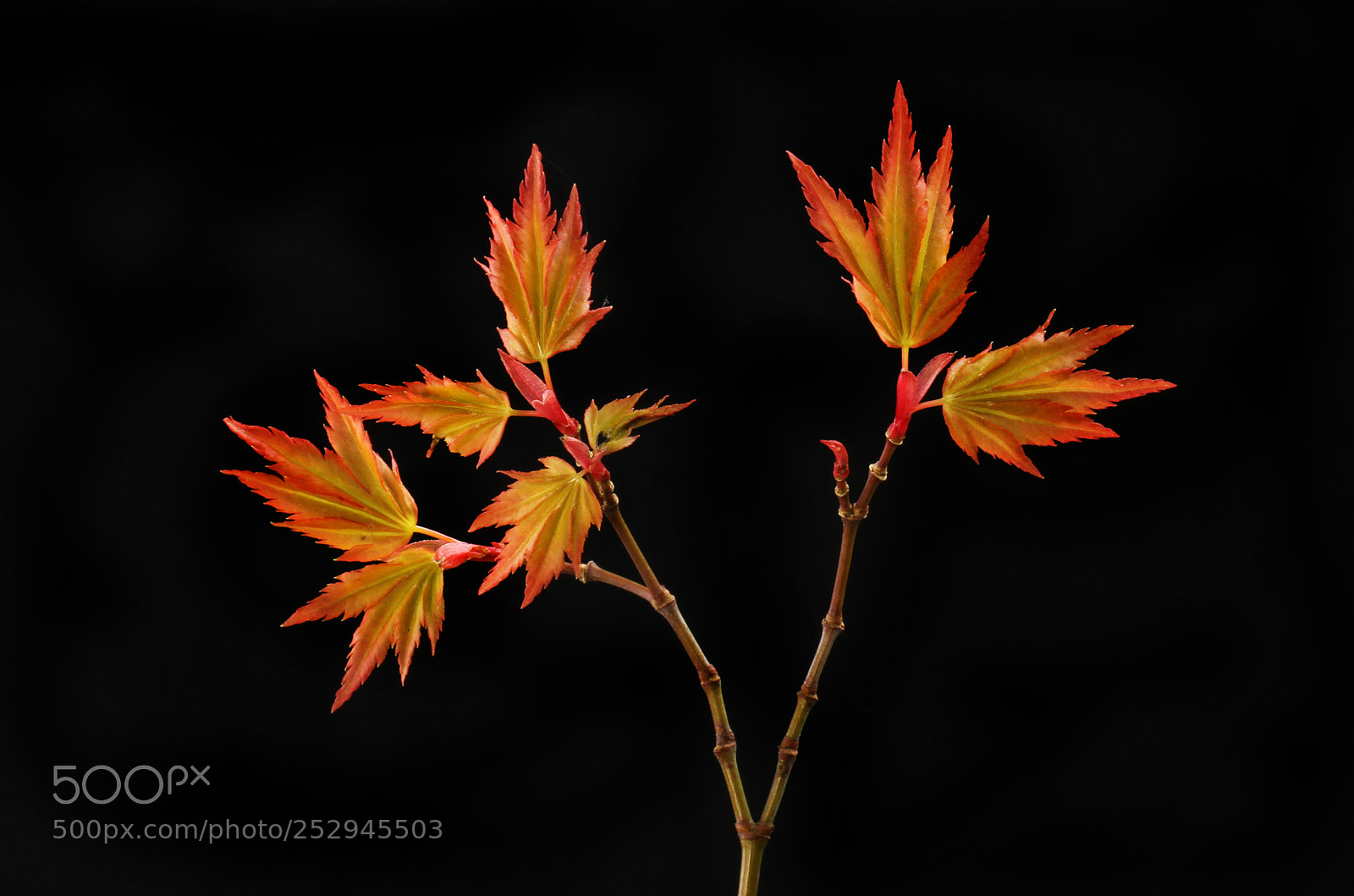 Canon EOS 7D sample photo. Fresh spring acer leaves photography