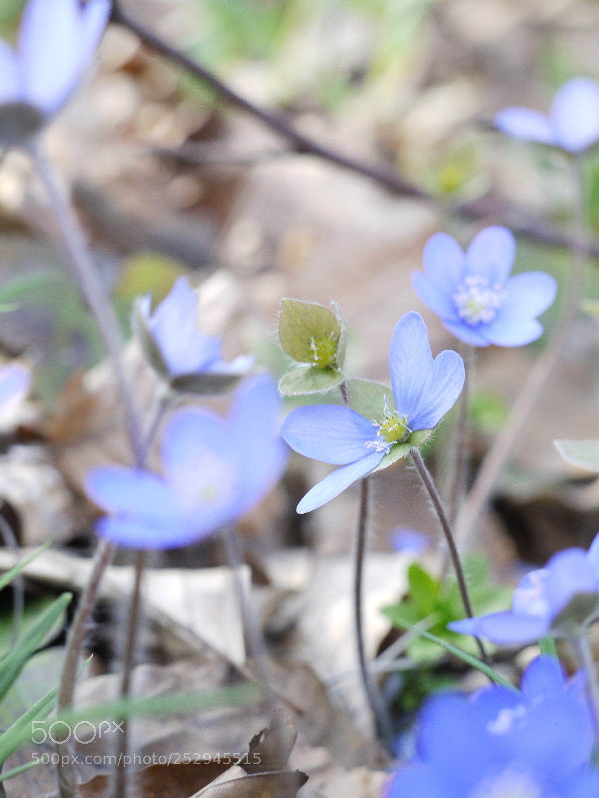 Panasonic Lumix DMC-G1 sample photo. Blown away photography