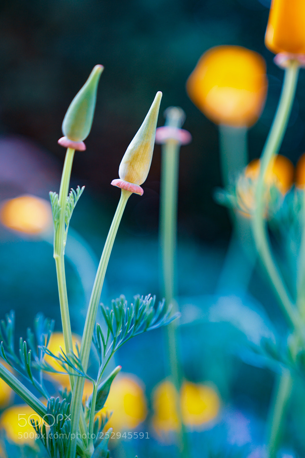 Sony a6300 sample photo. Spring blooms photography