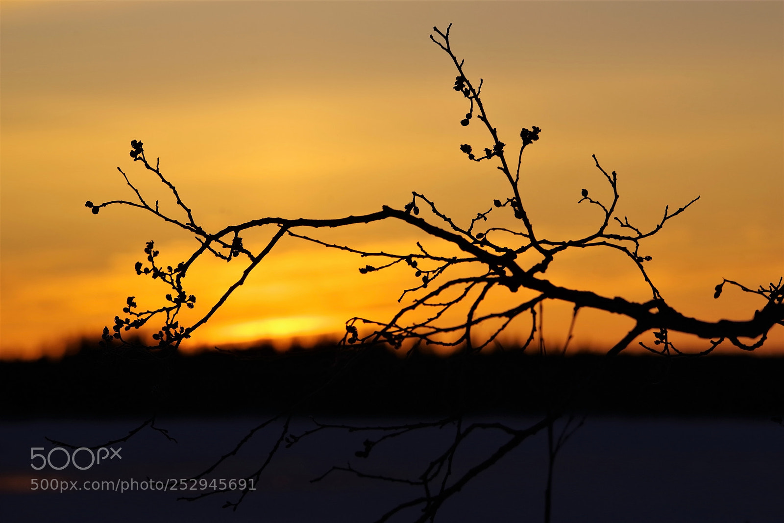 Pentax K-1 sample photo. Bough photography