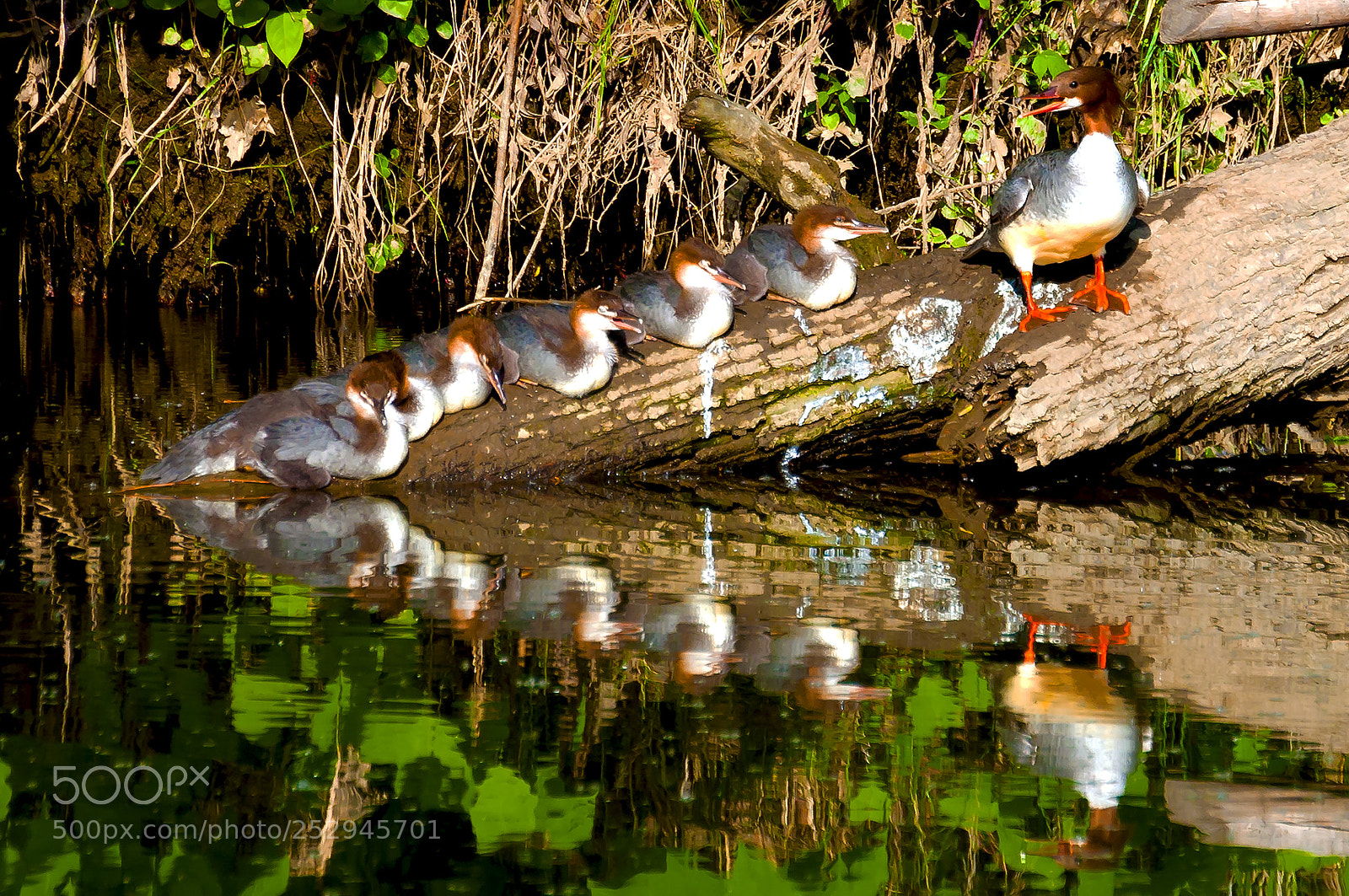 Nikon D90 sample photo. Common merganser (mergus merganser) photography