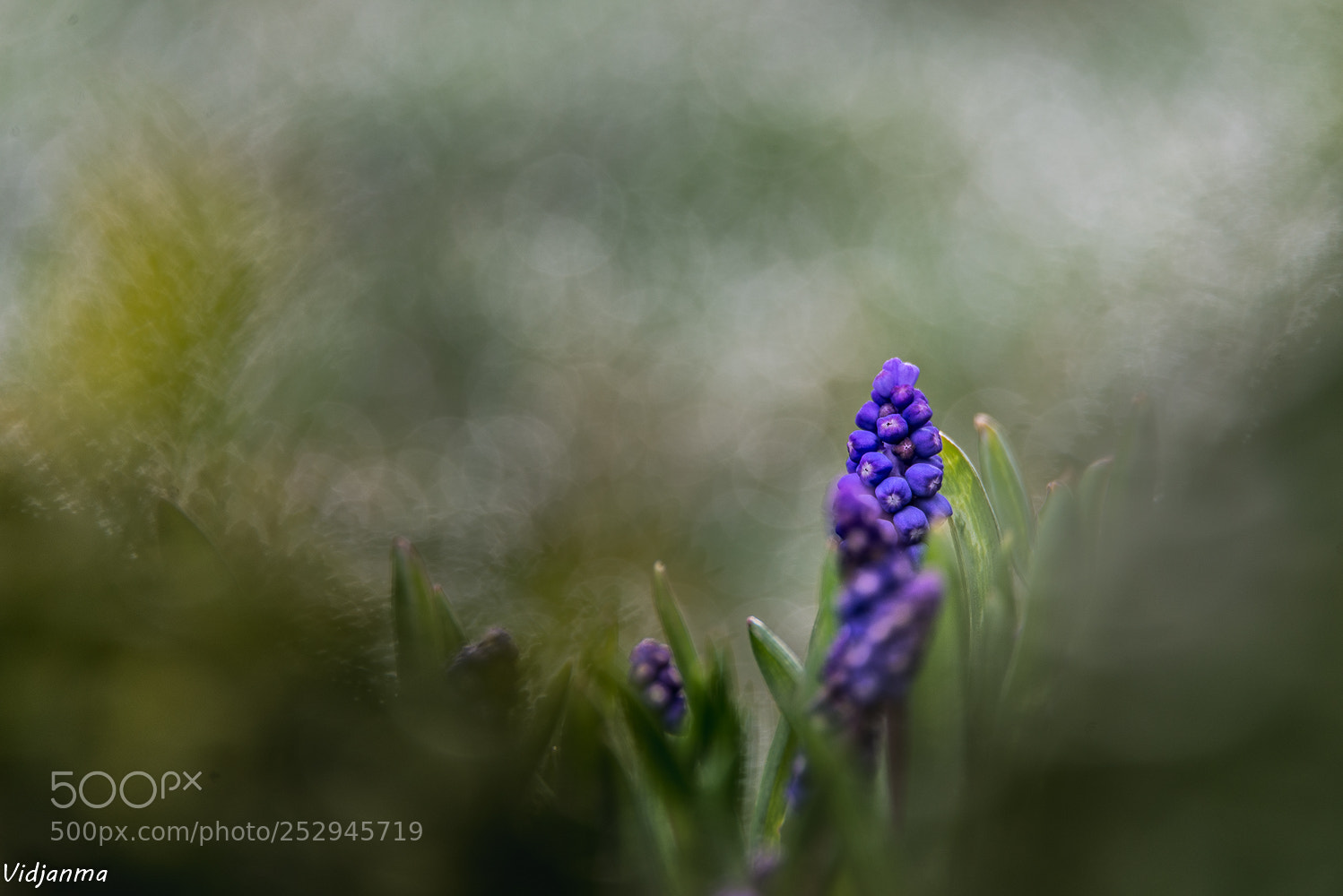 Nikon D610 sample photo. Couleur menthe à l'eau photography