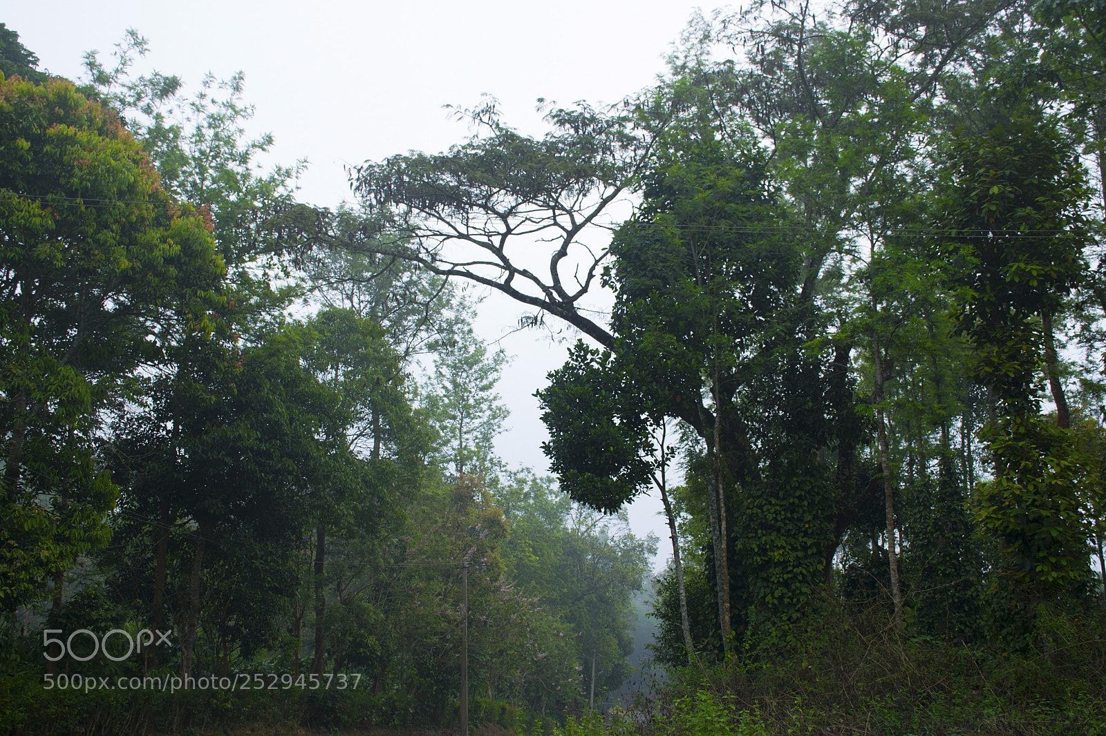 Nikon D5300 sample photo. Forest photography