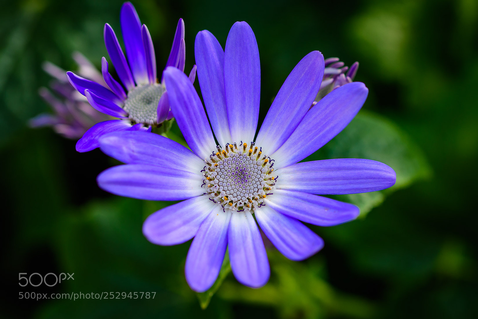 Nikon D500 sample photo. Simple perfection photography