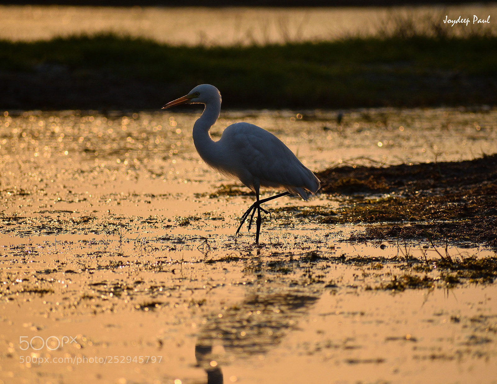 Nikon D3300 sample photo. Golden light portrait (egret) photography