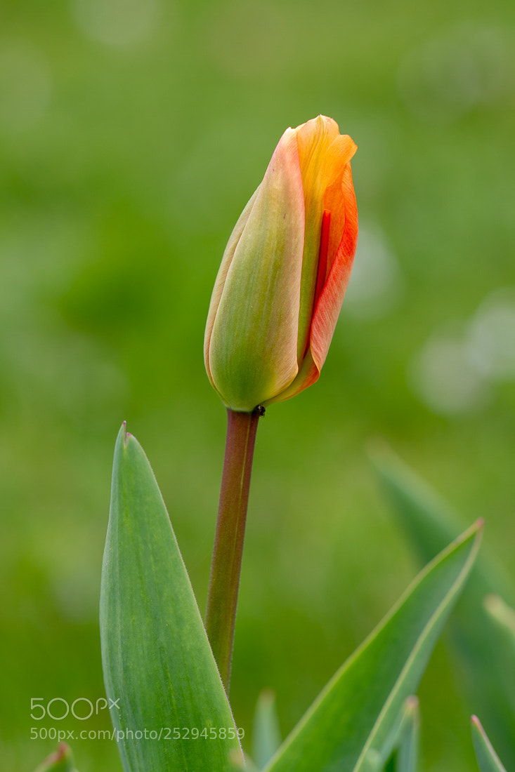 Canon EOS 7D sample photo. Ready to open photography