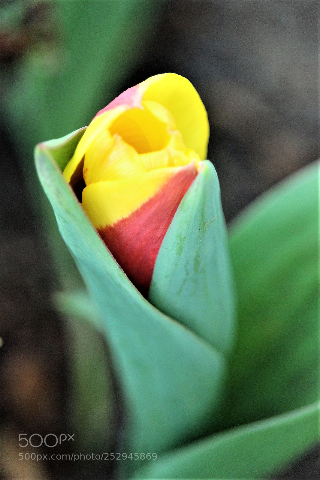 Canon EOS 700D (EOS Rebel T5i / EOS Kiss X7i) sample photo. Coming soon photography