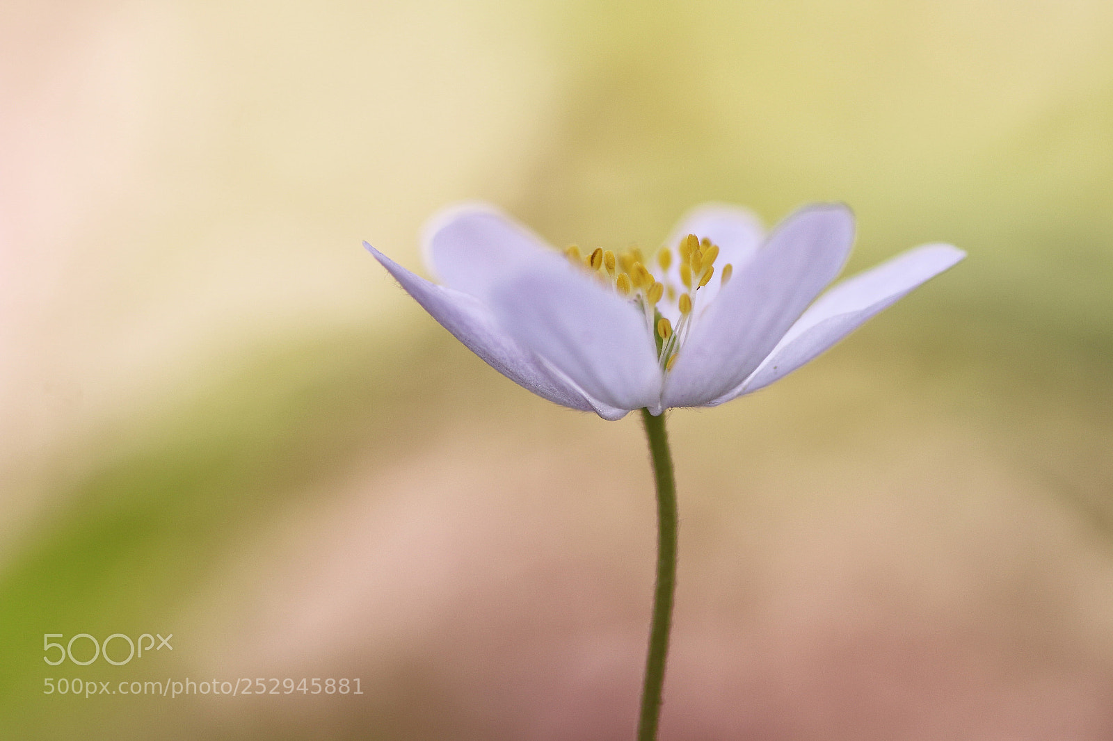 Canon EOS 70D sample photo. Elegant spring photography