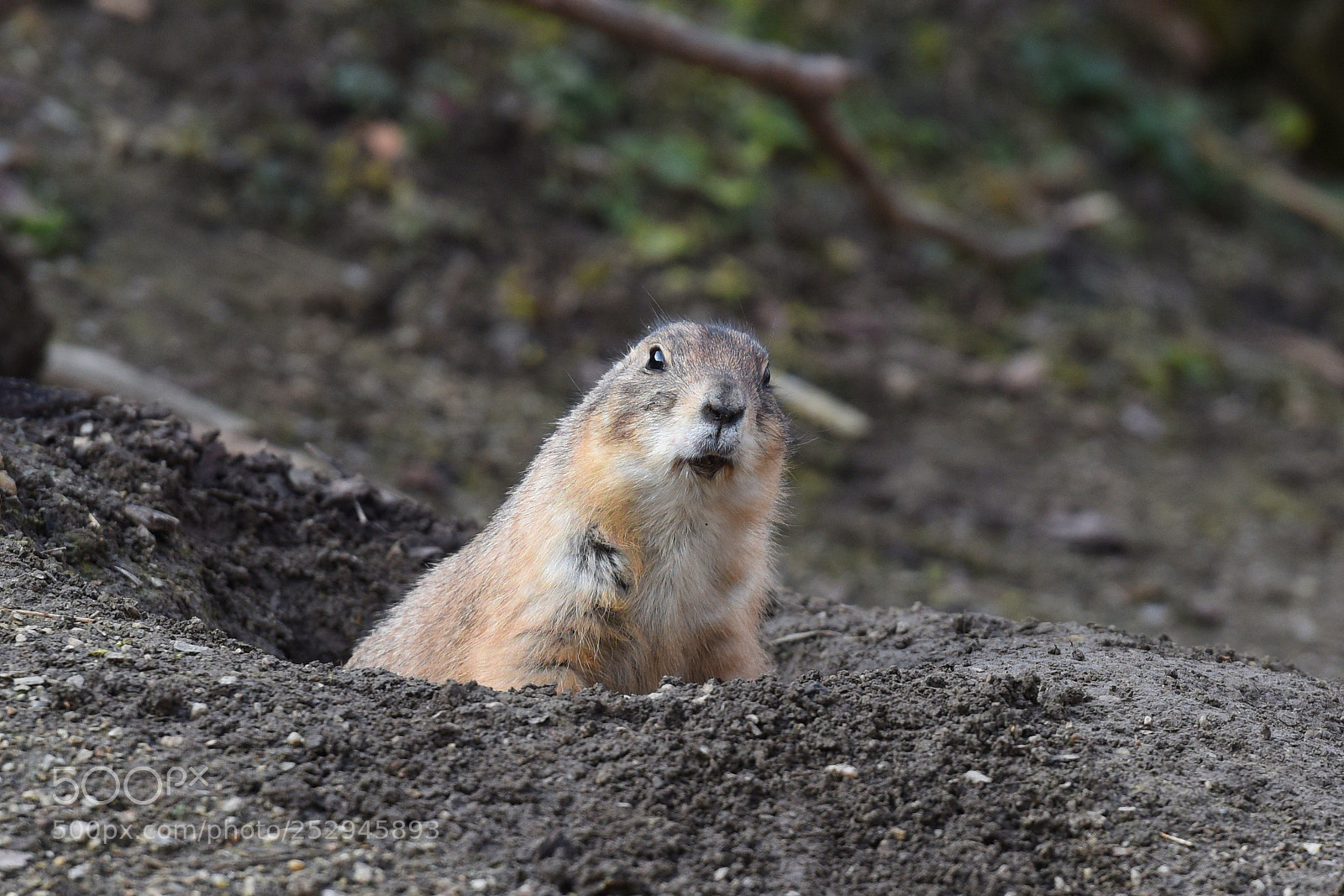 Nikon D810 sample photo. Starts spring now? photography