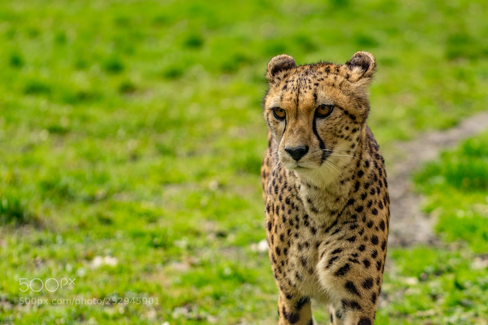 Nikon D5300 sample photo. Peaceful danger photography