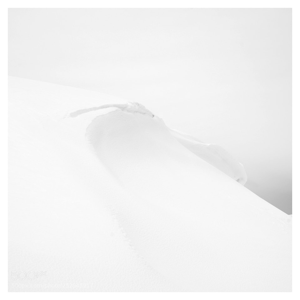 Nikon D800 sample photo. Tonality in the snow photography