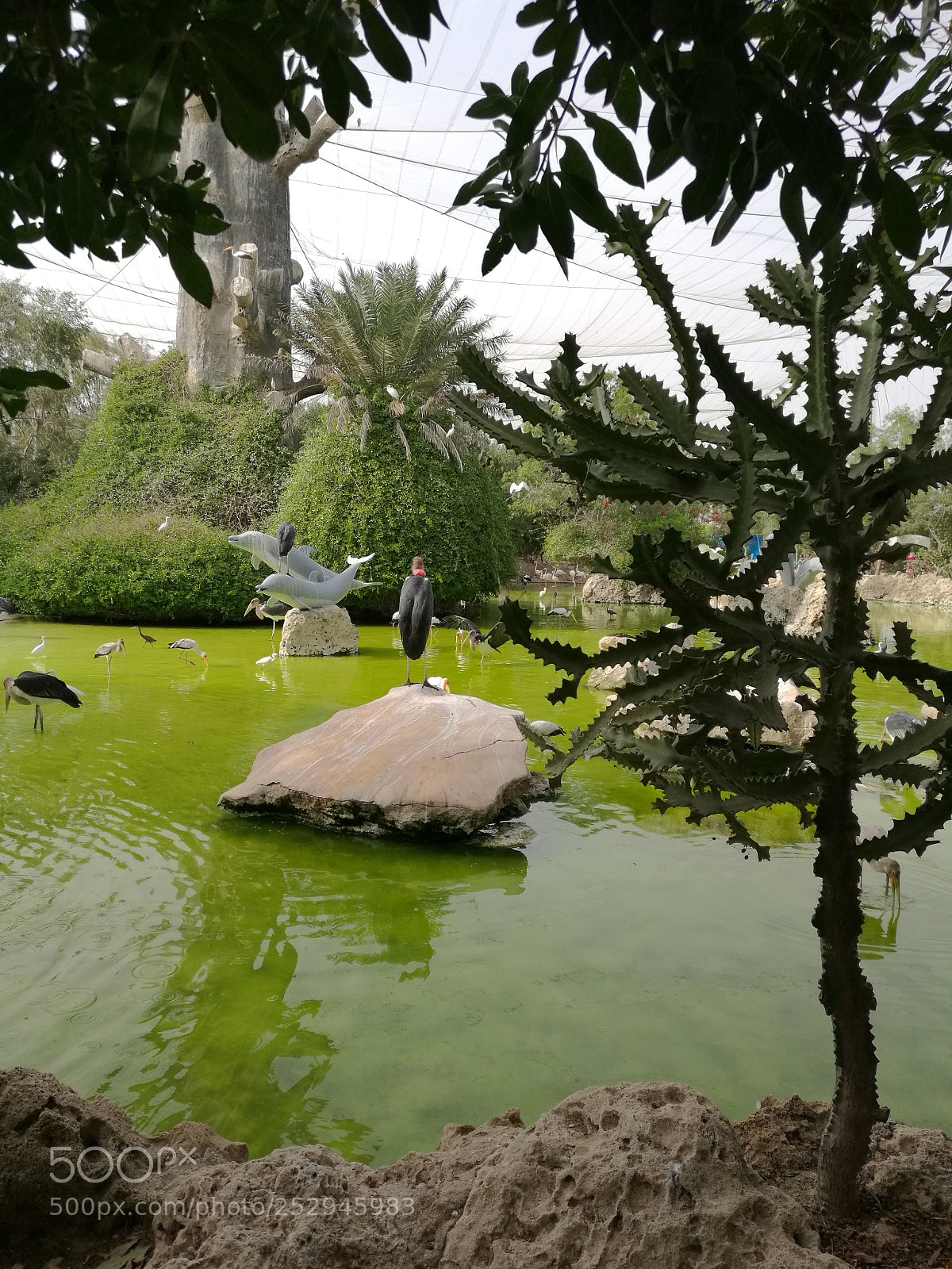 HUAWEI Mate 8 sample photo. Kish island 3 photography
