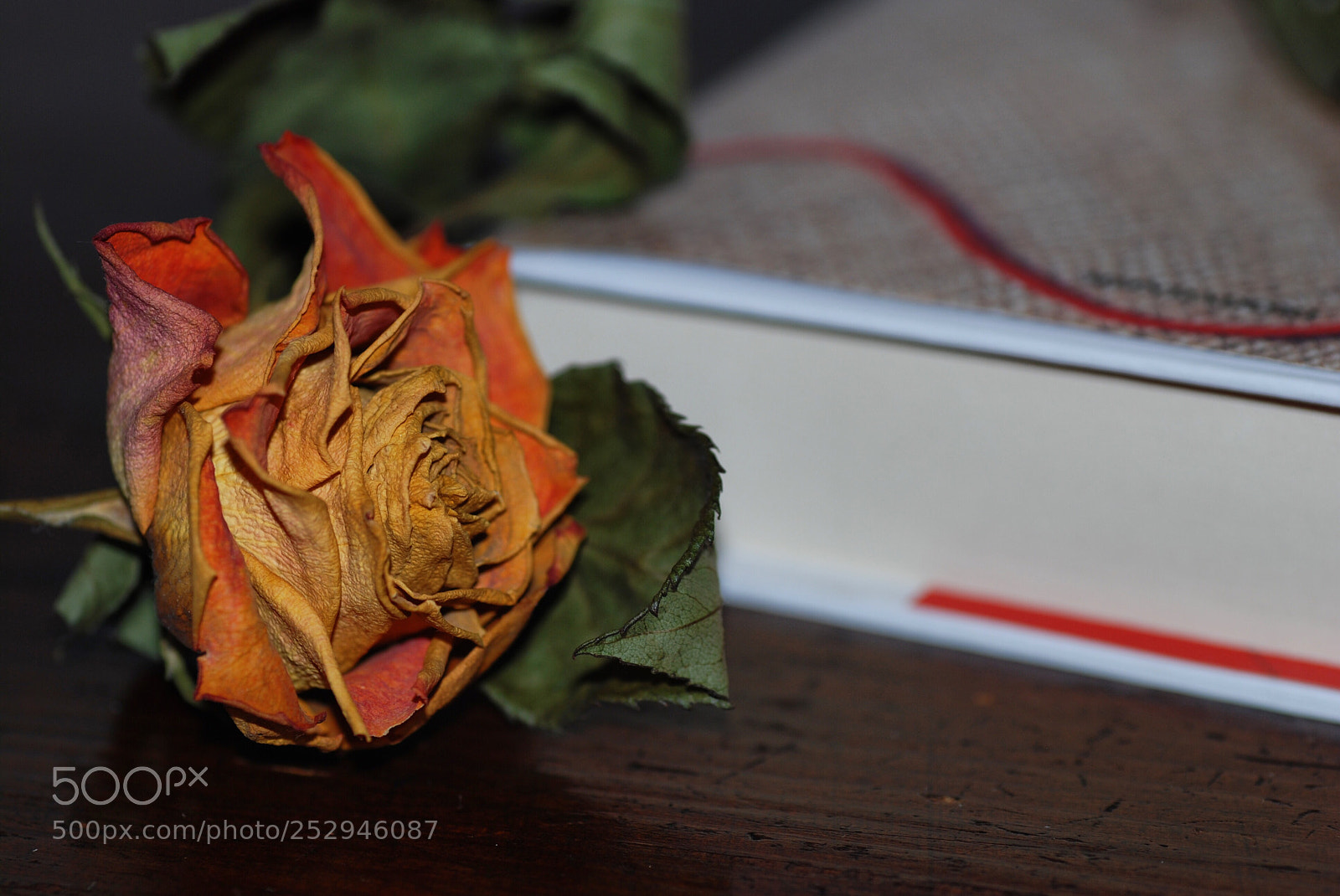 Nikon D80 sample photo. Details photography