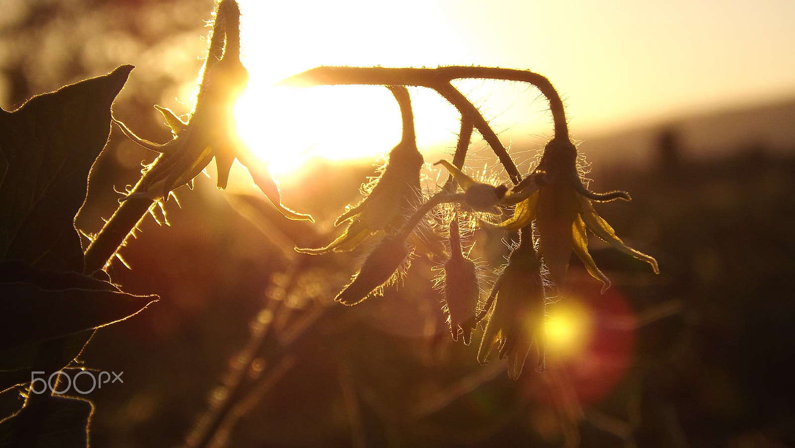 Fujifilm FinePix S4200 sample photo. Atardecer en tomates photography