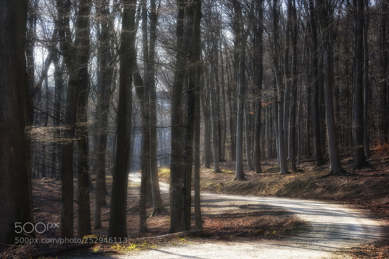Nikon D810 sample photo. A sunny walk photography