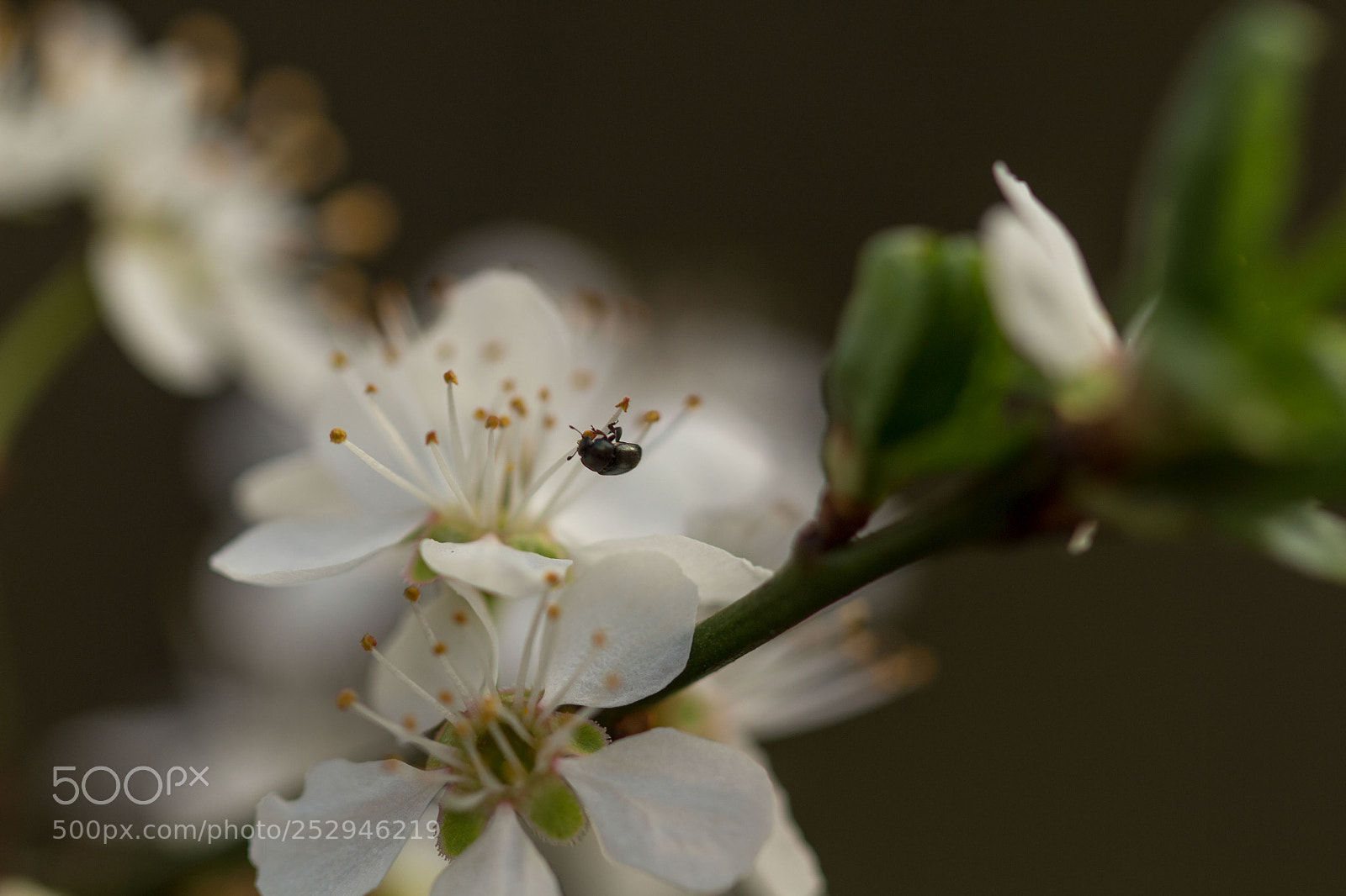 Canon EOS 700D (EOS Rebel T5i / EOS Kiss X7i) sample photo. Hungry photography