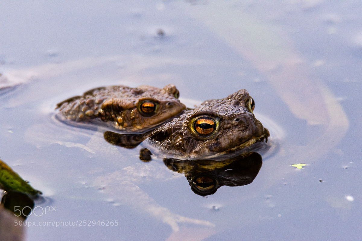 Nikon D7200 sample photo. Common toads photography