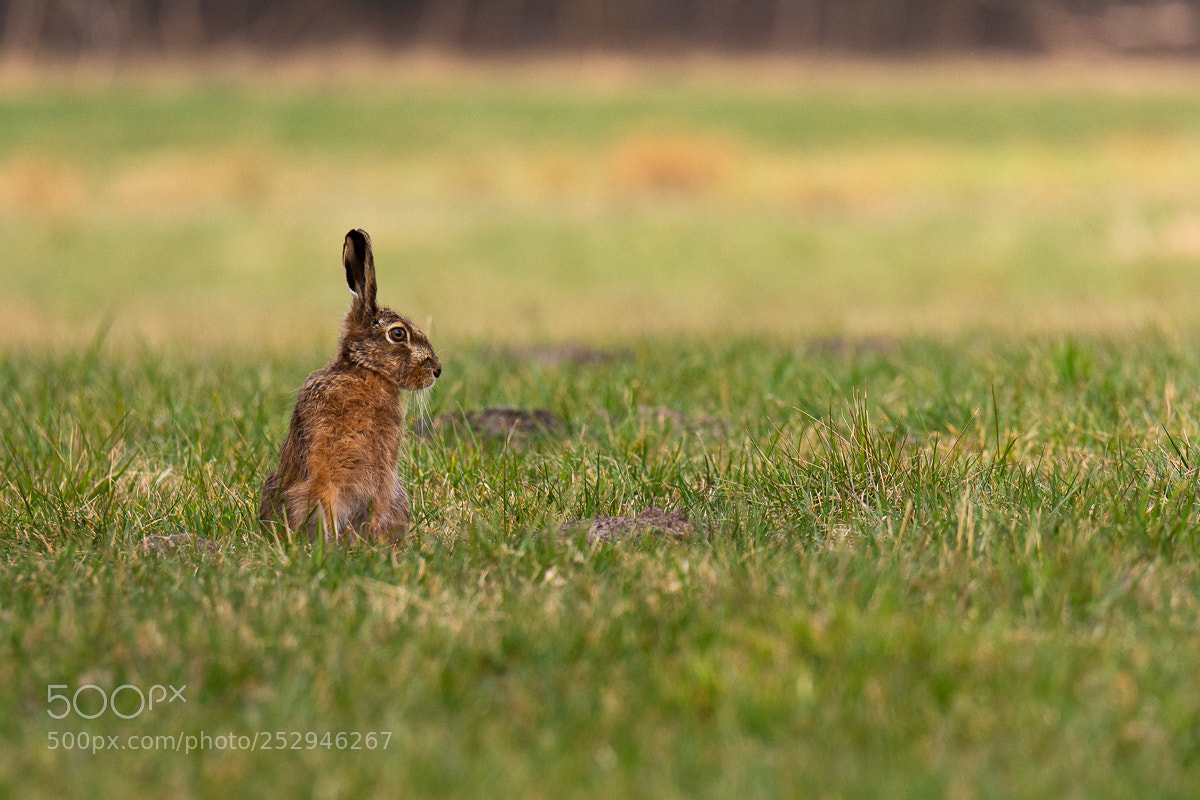 Nikon D7200 sample photo. Hare photography