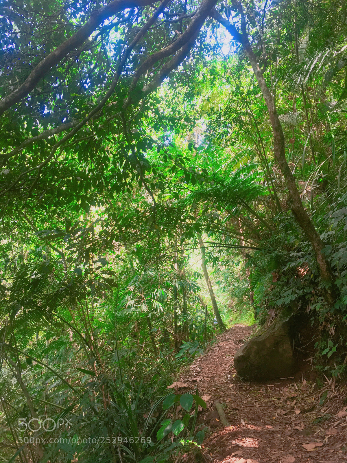 Apple iPhone 6s sample photo. A path  photography