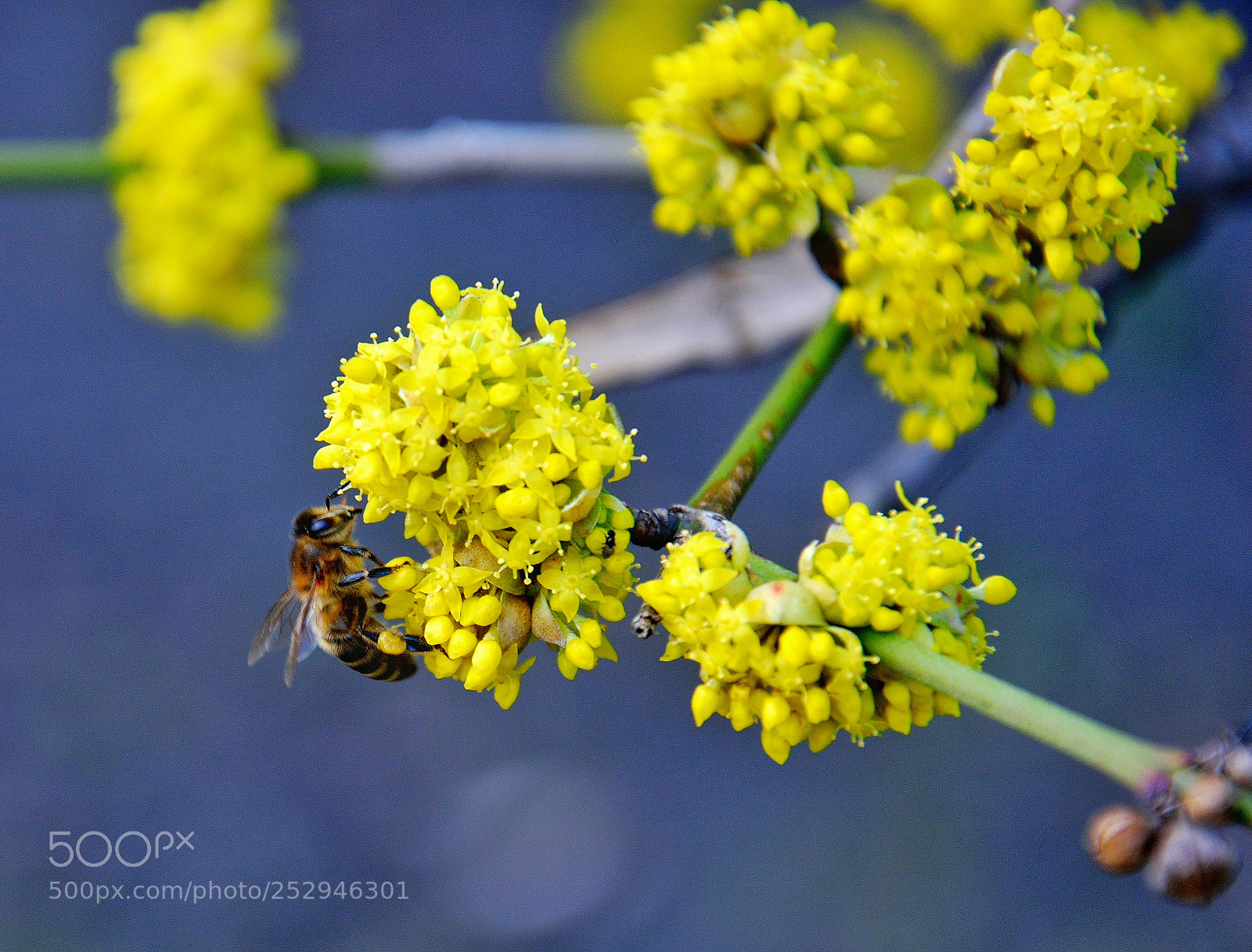 Nikon D3300 sample photo. Bee photography