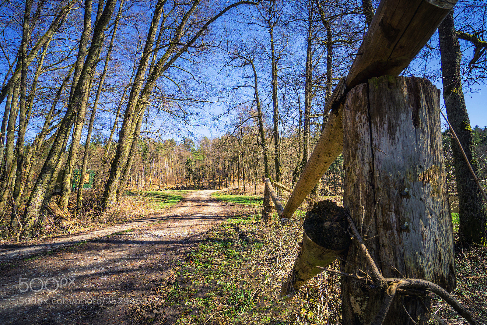 Sony a6000 sample photo. Forest view to the photography
