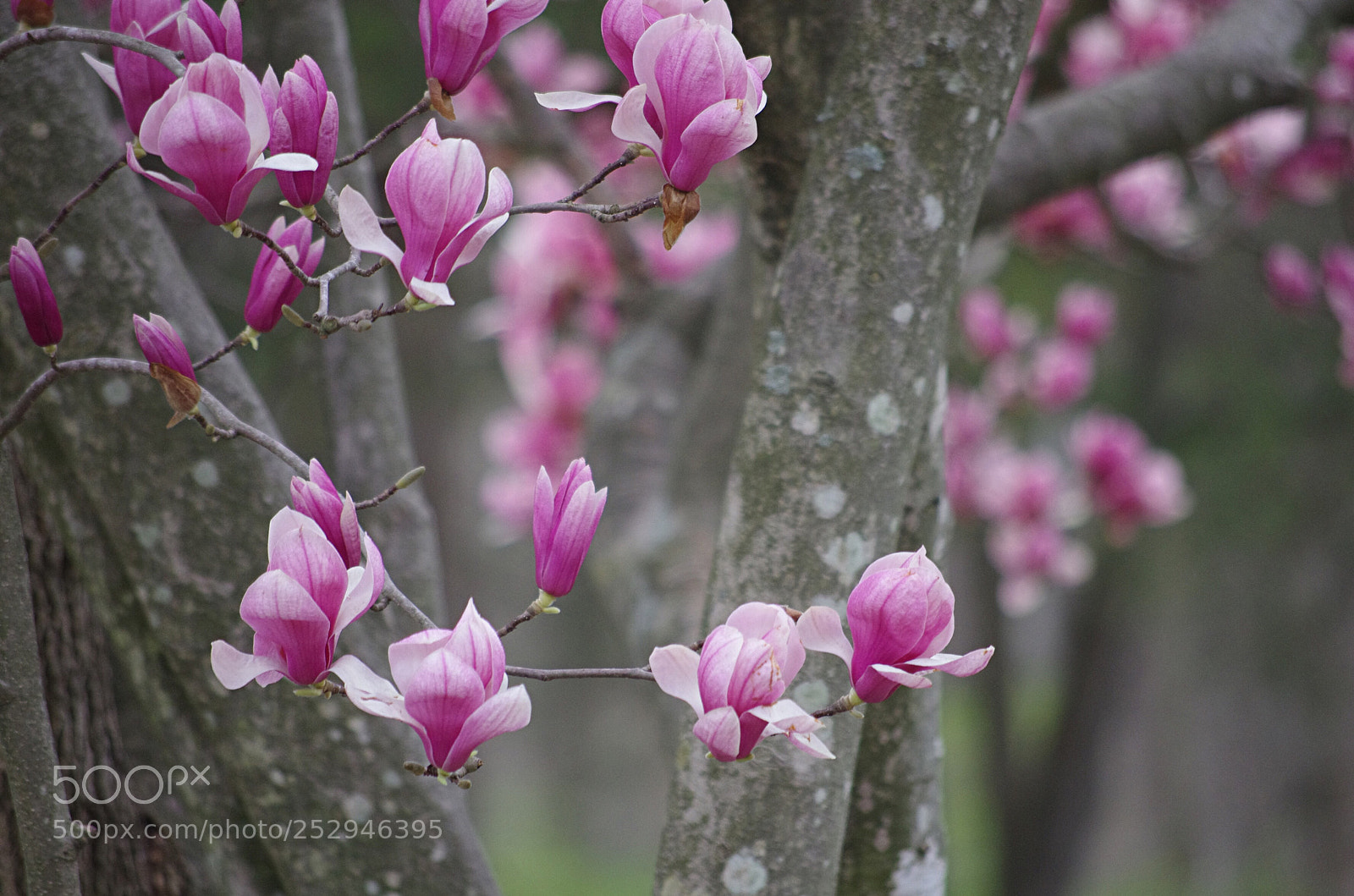 Pentax K-5 II sample photo. Sweet magnolias photography