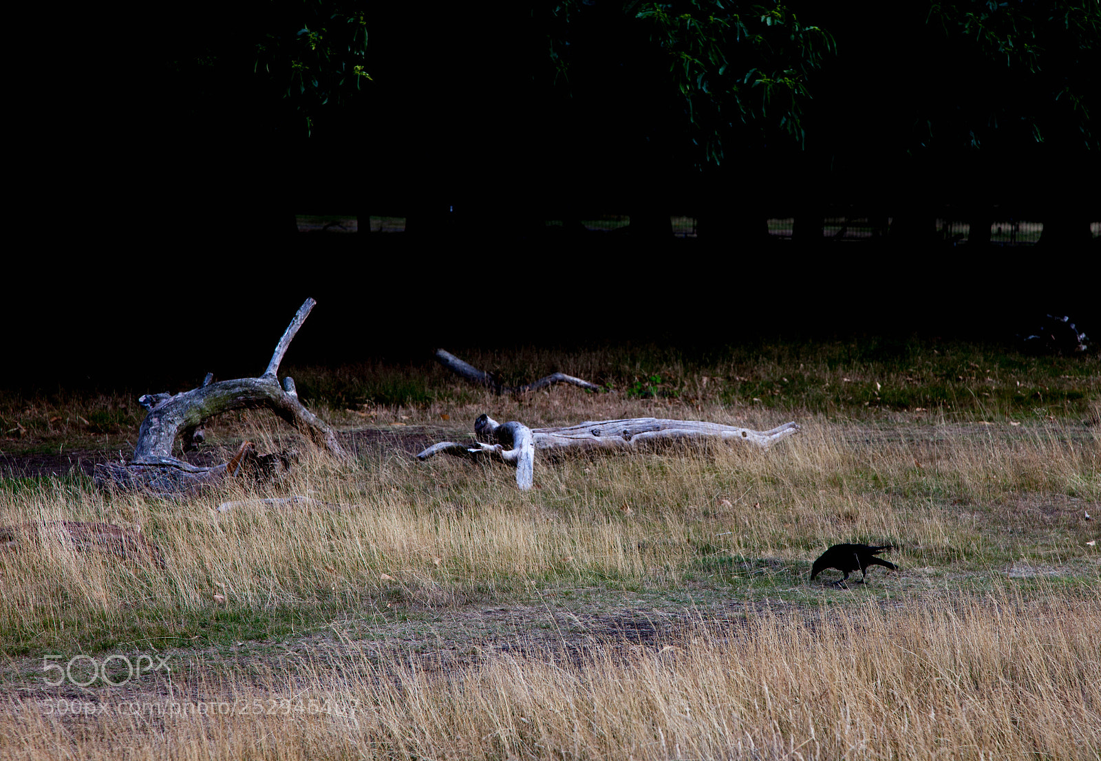 Canon EOS 5D Mark II sample photo. Img photography
