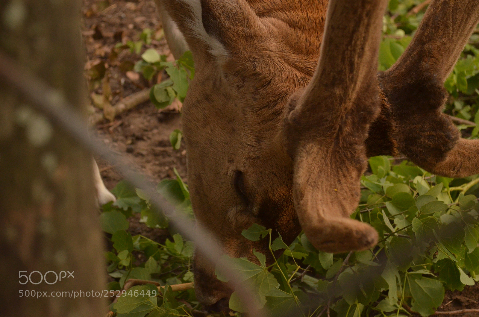 Nikon D5100 sample photo. Nisargadhama deer park photography