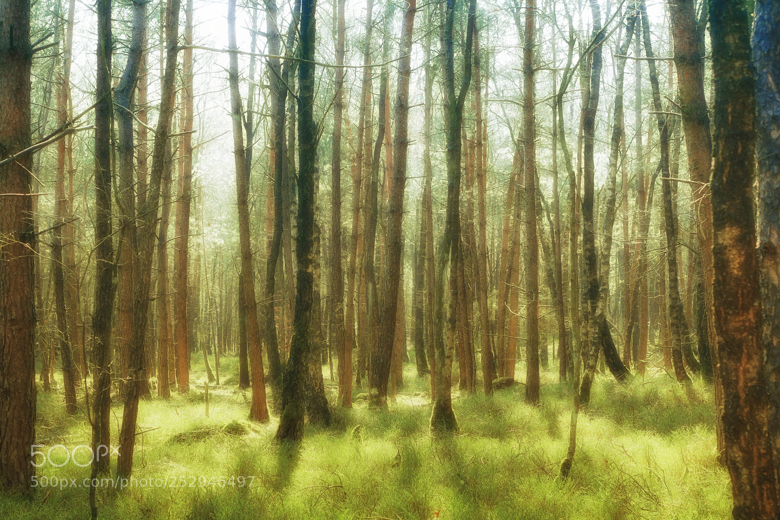 Canon EOS 750D (EOS Rebel T6i / EOS Kiss X8i) sample photo. Grassy woods photography