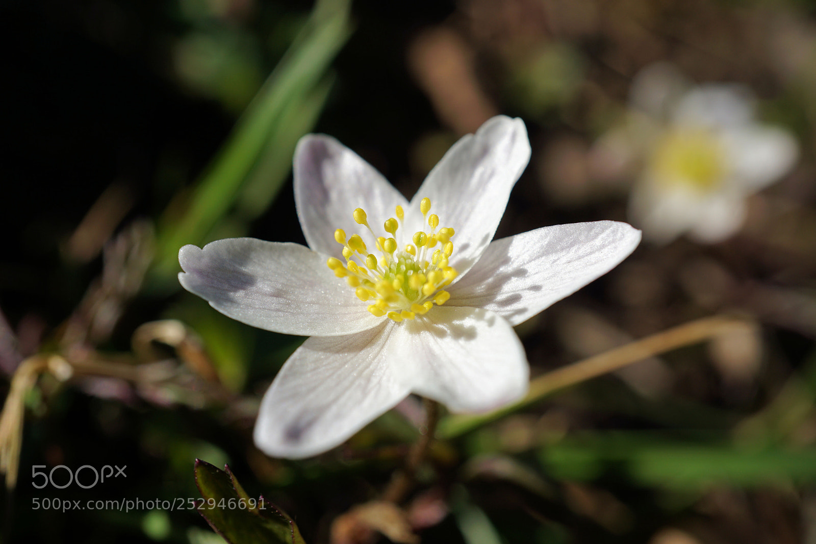 Sony a6000 sample photo. Anemone nemorosa in the photography