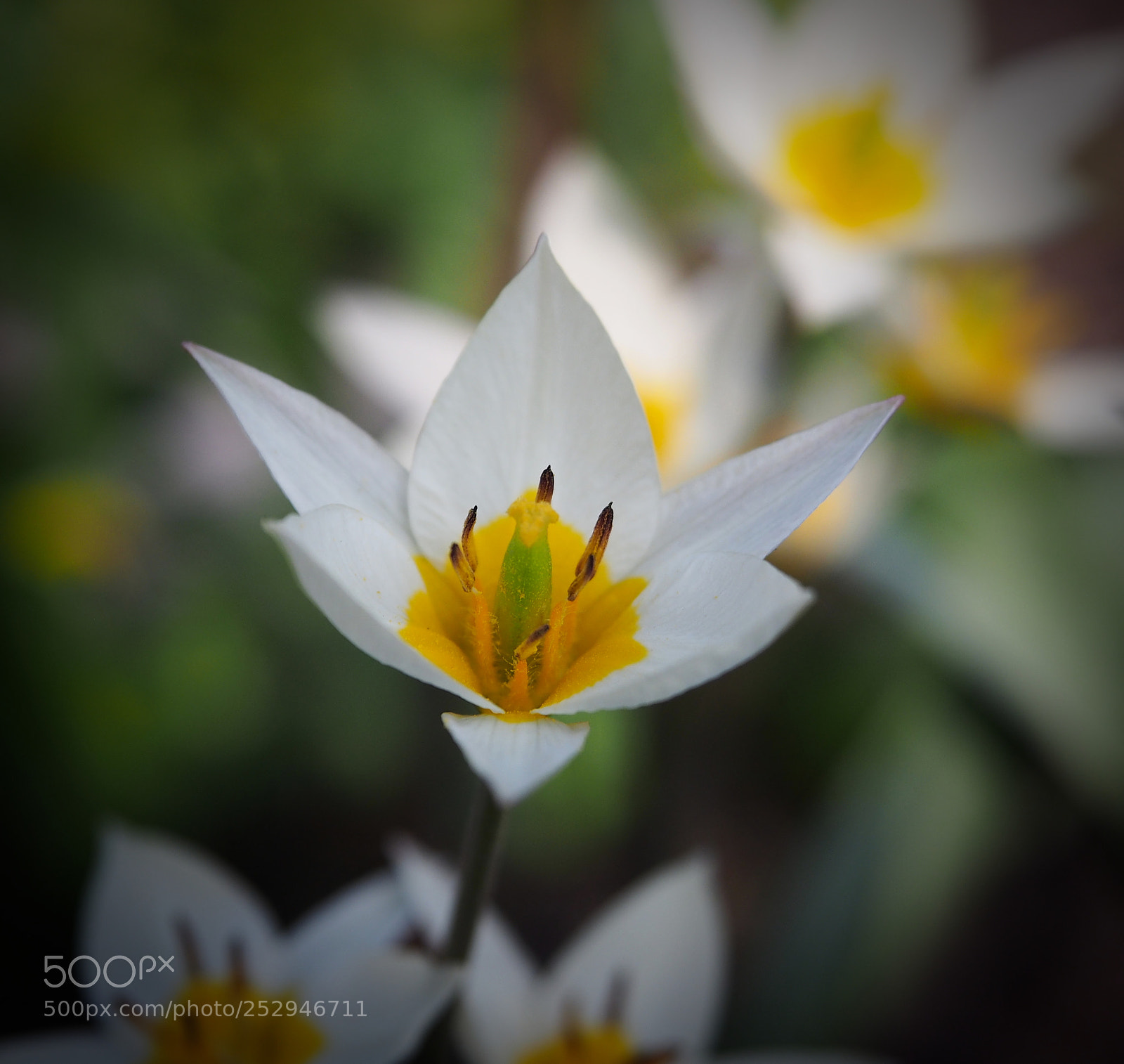 Olympus PEN E-PL5 sample photo. Wild tulip photography