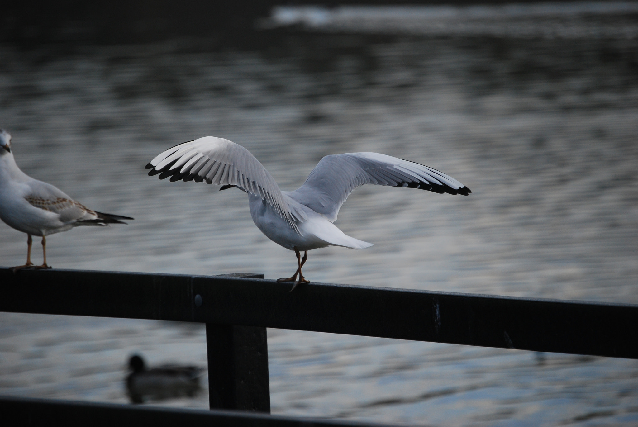 Nikon D40X sample photo. Seagull photography