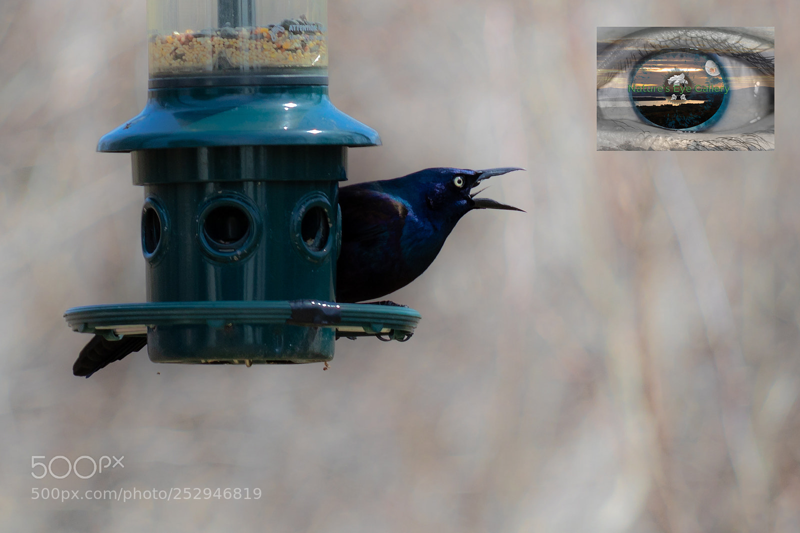 Canon EOS 5D Mark IV sample photo. Ranting raven photography