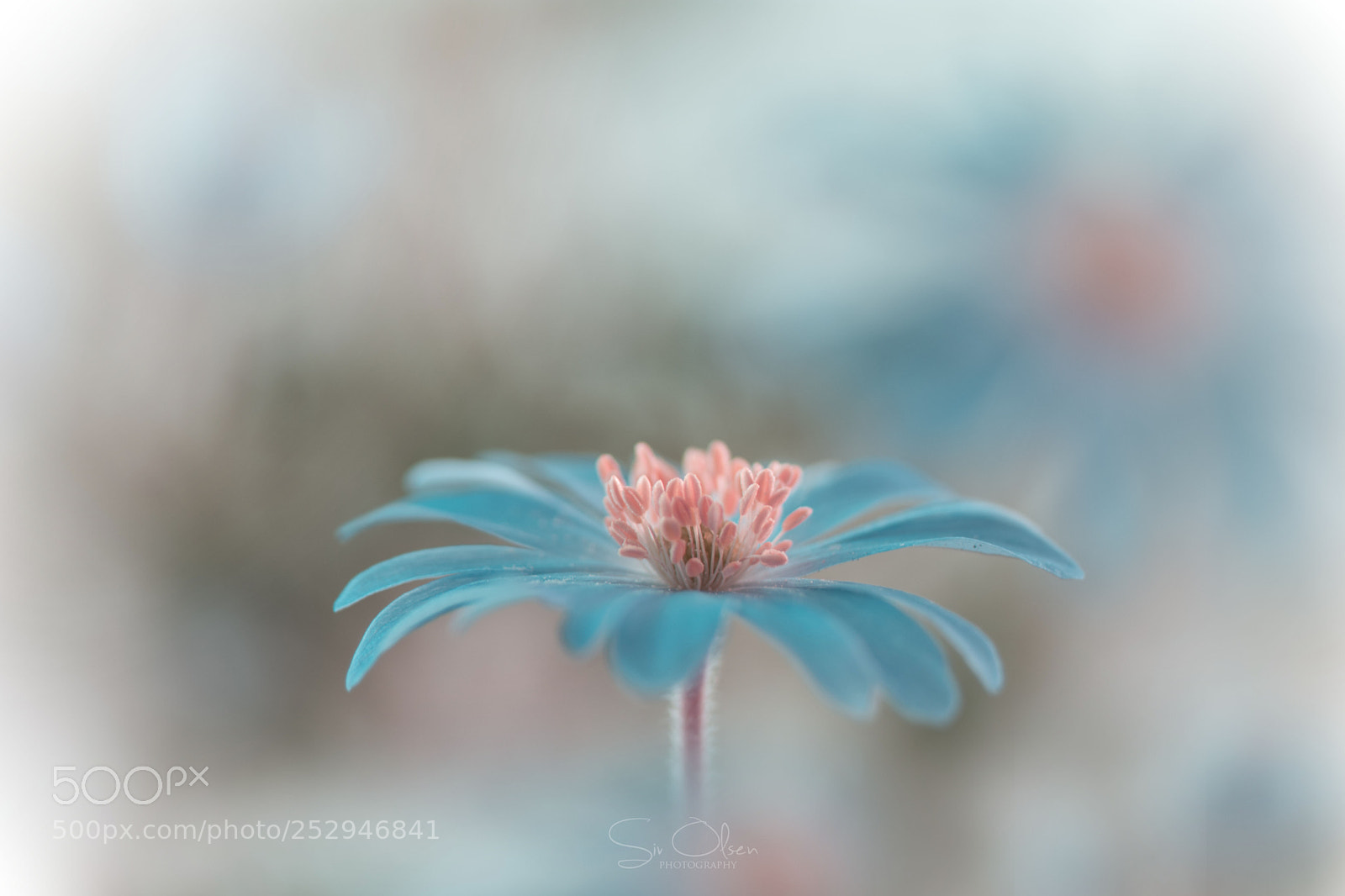 Nikon D7100 sample photo. ~ blue one ~ photography