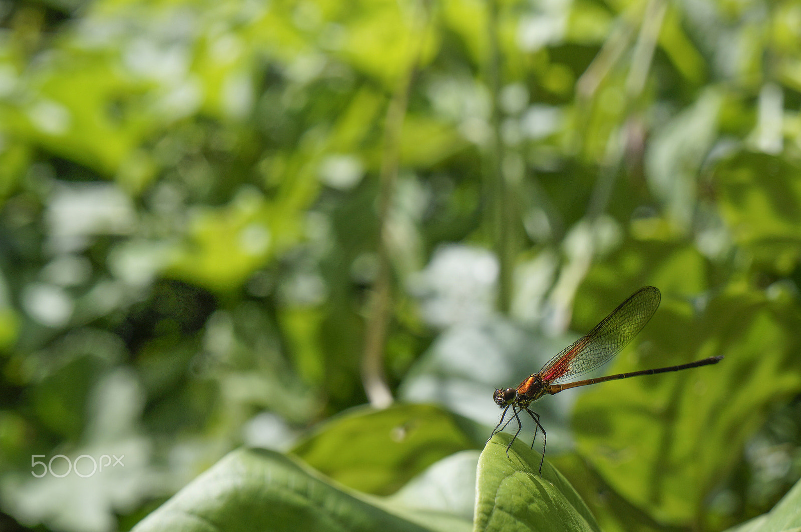Sony Alpha NEX-F3 sample photo. One more dragon-fly photography