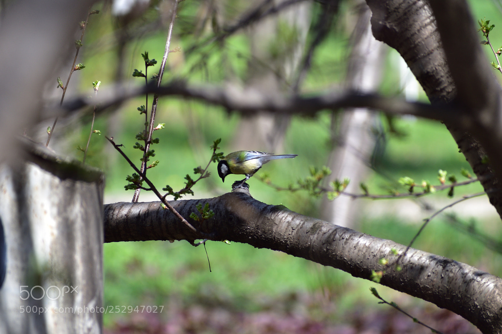 Nikon D5500 sample photo. A bird photography