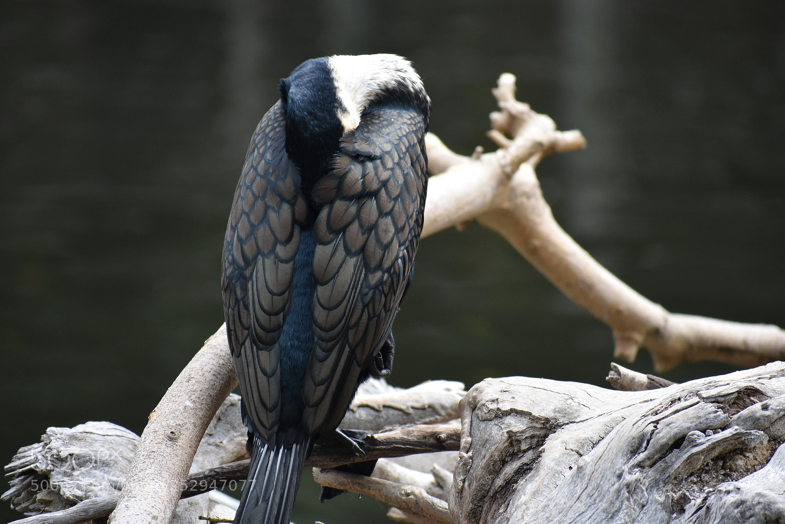 Nikon D3400 sample photo. California wildlife safari park photography