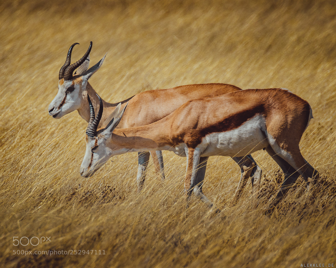 Canon EOS 7D Mark II sample photo. Two springboks photography