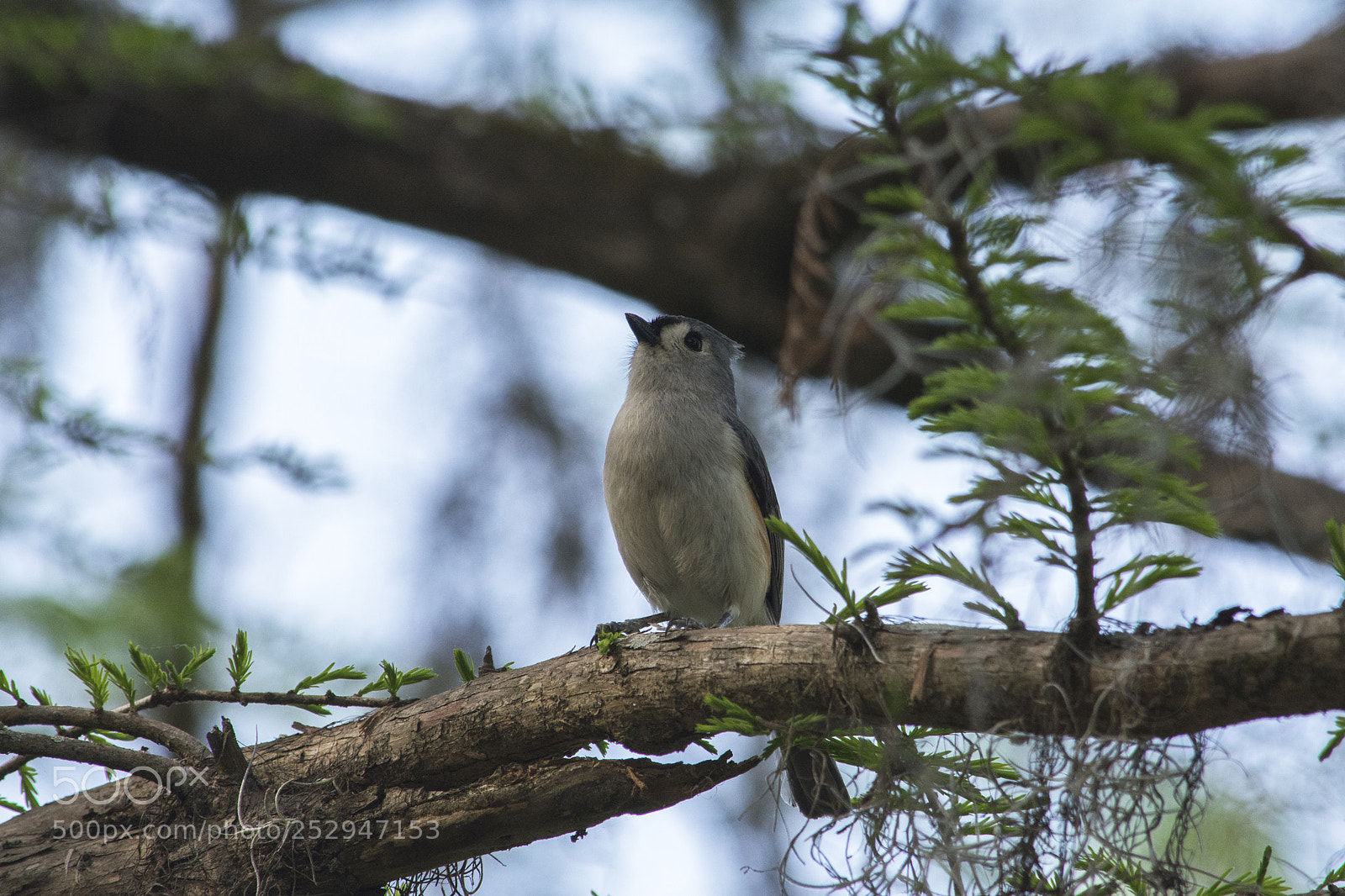 Nikon D7100 sample photo. Tufts photography