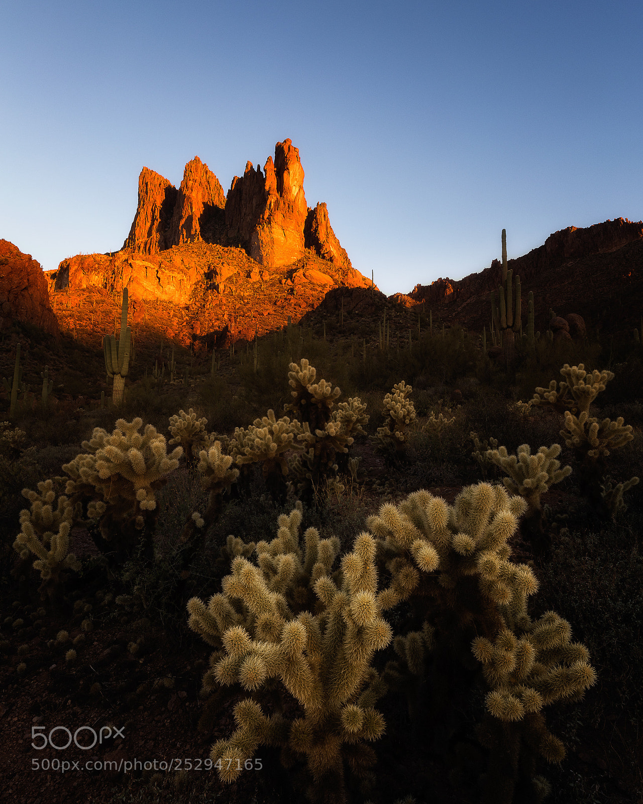 Canon EOS 5D Mark IV sample photo. Cacti land ii photography