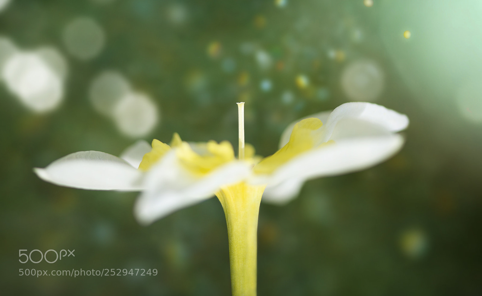 Nikon D800 sample photo. On the green photography