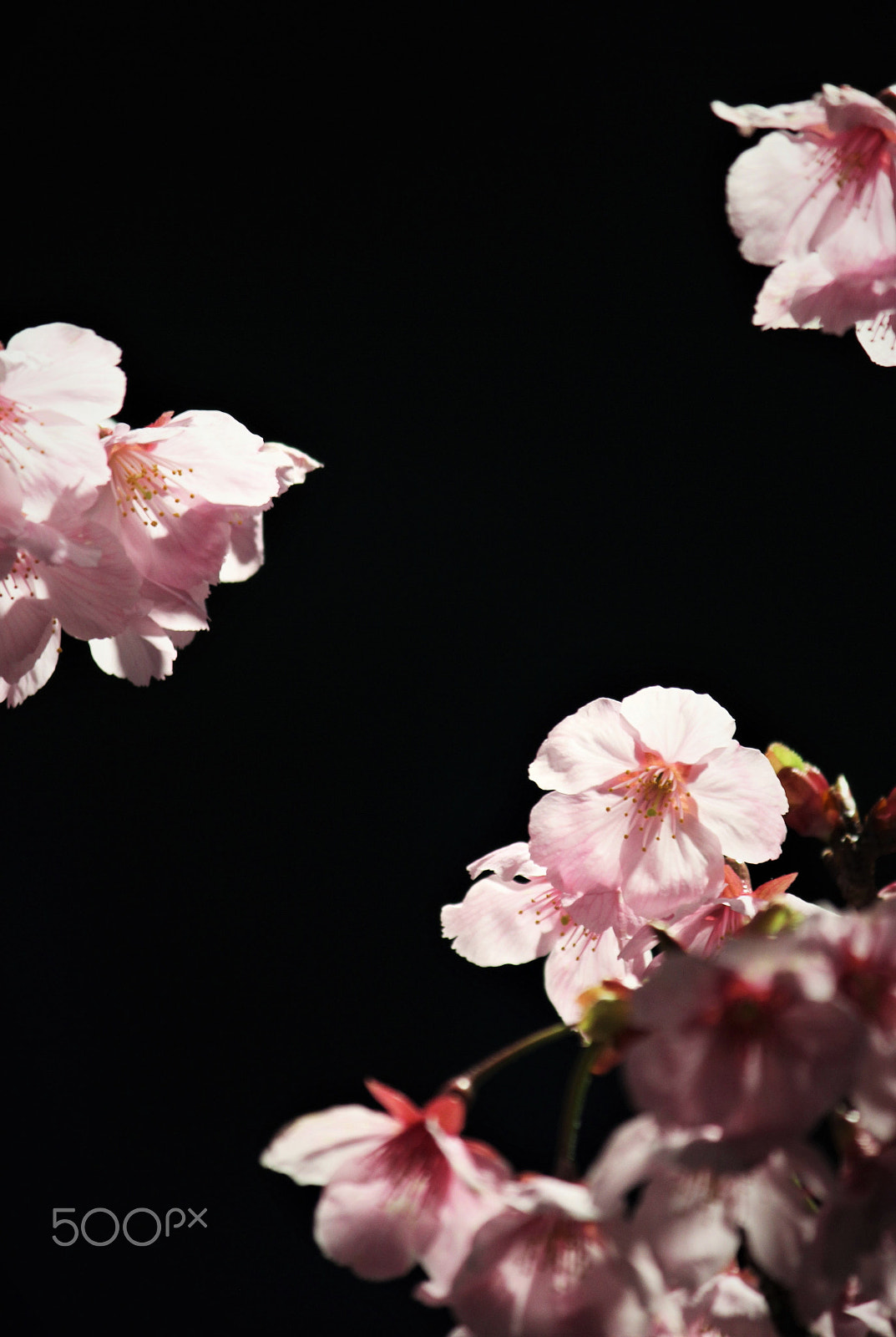 Canon EF-S 55-250mm F4-5.6 IS II sample photo. Illuminated cherry blossoms photography