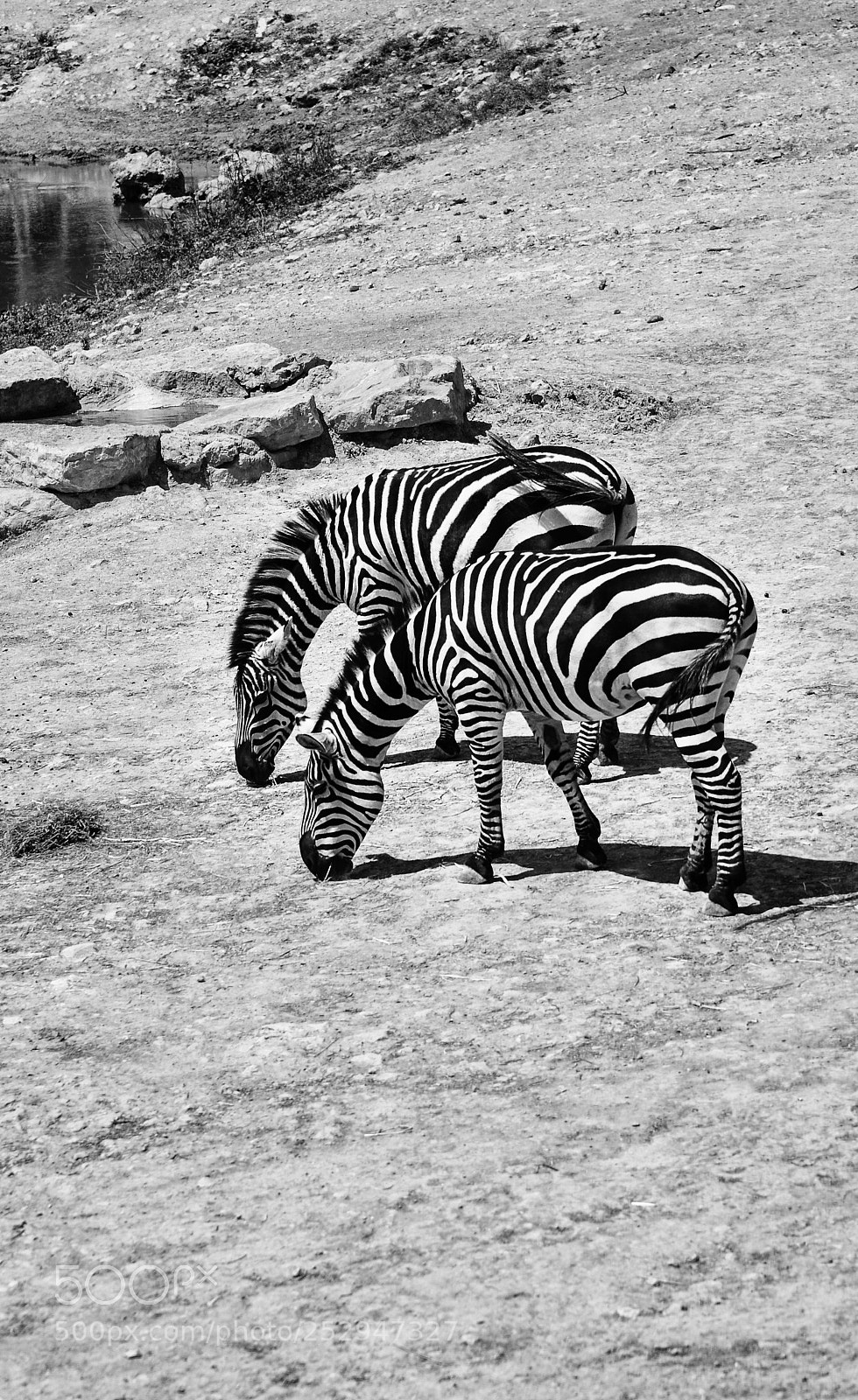 Nikon D7000 sample photo. Zebras photography