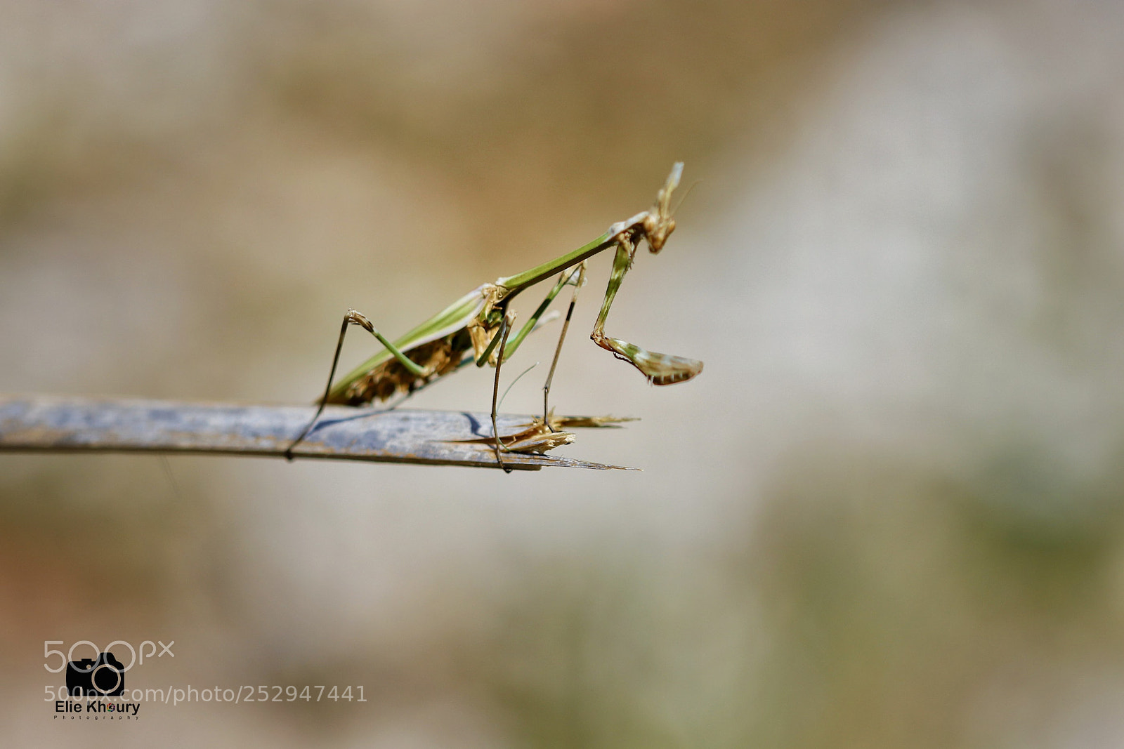 Canon EOS 800D (EOS Rebel T7i / EOS Kiss X9i) sample photo. Mantis photography