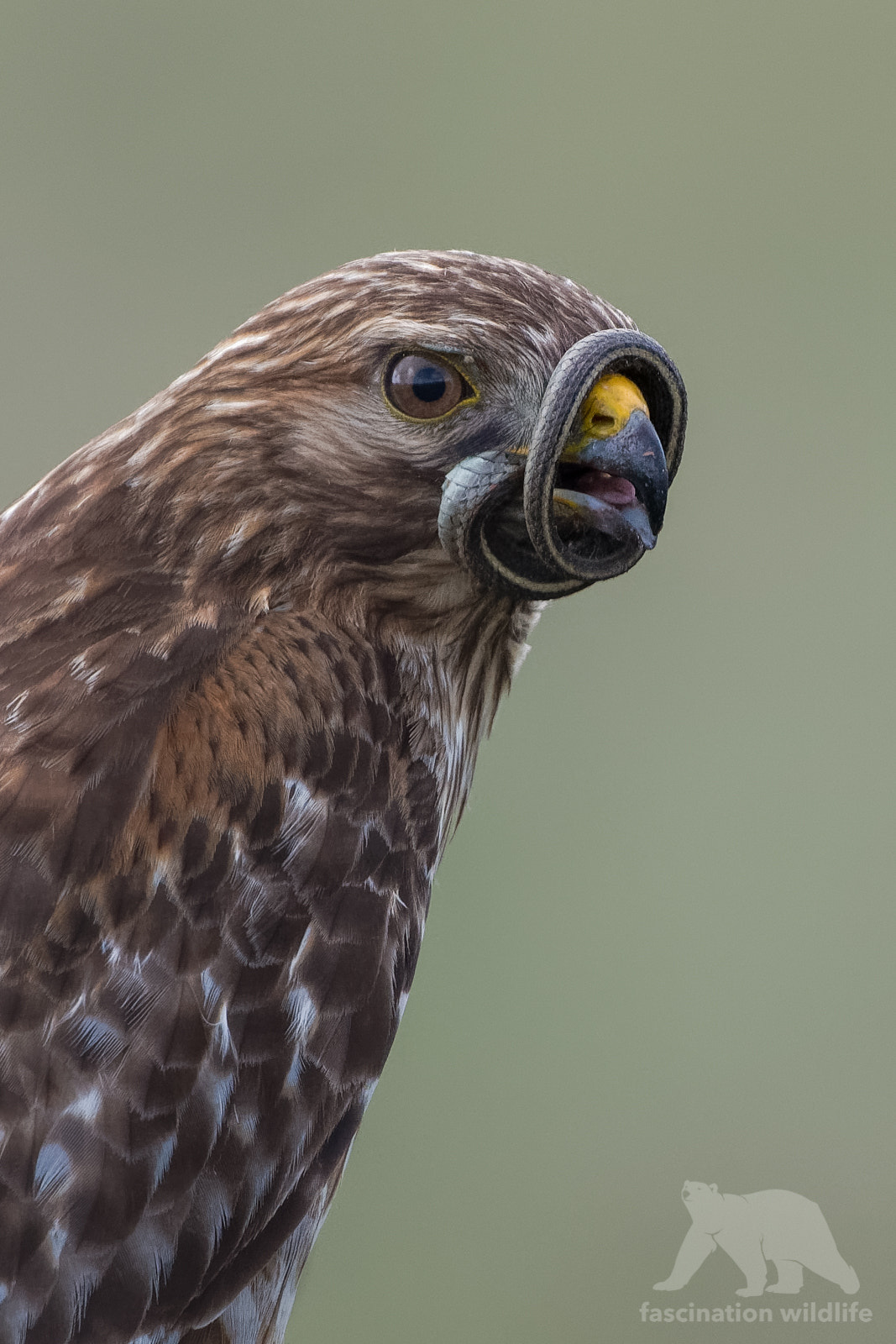 Nikon D850 sample photo. Hawk vs snake photography