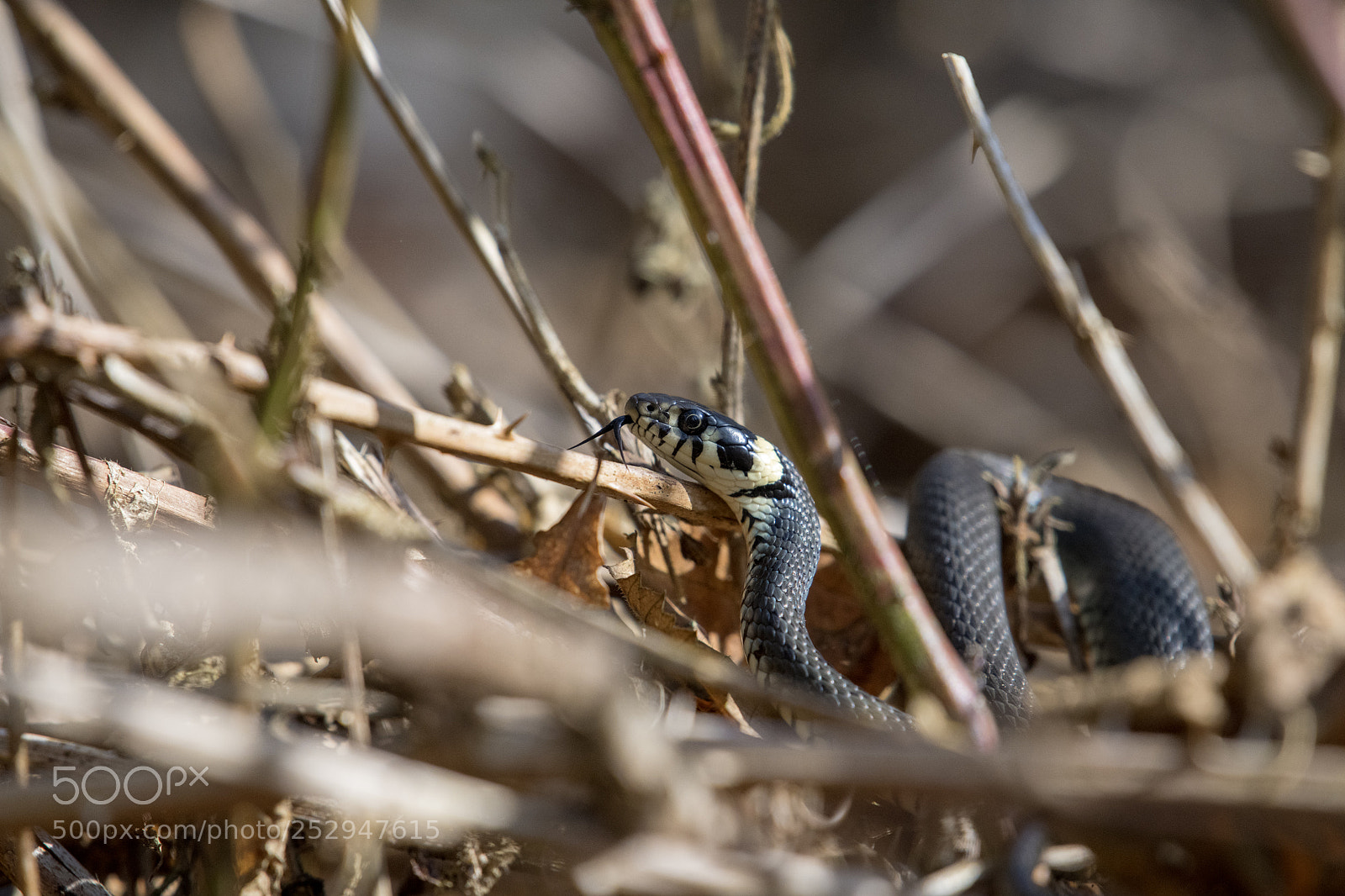 Nikon D850 sample photo. Snake tongue photography