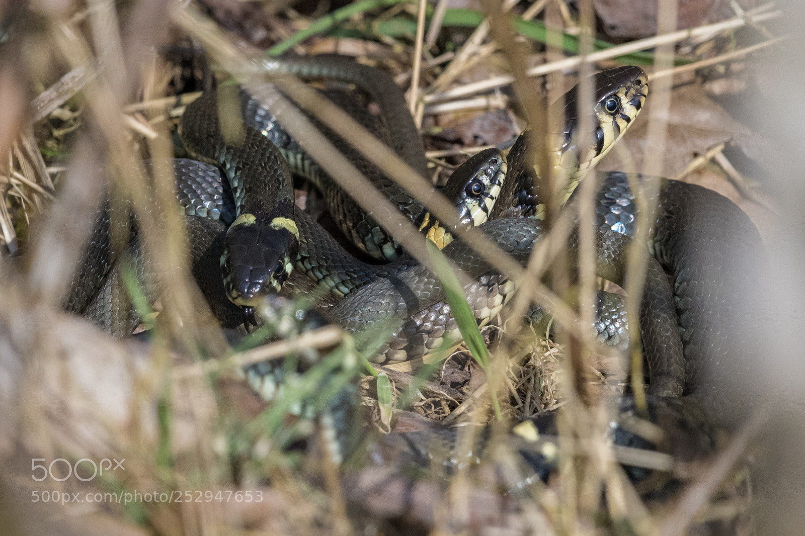 Nikon D850 sample photo. Three snakes photography