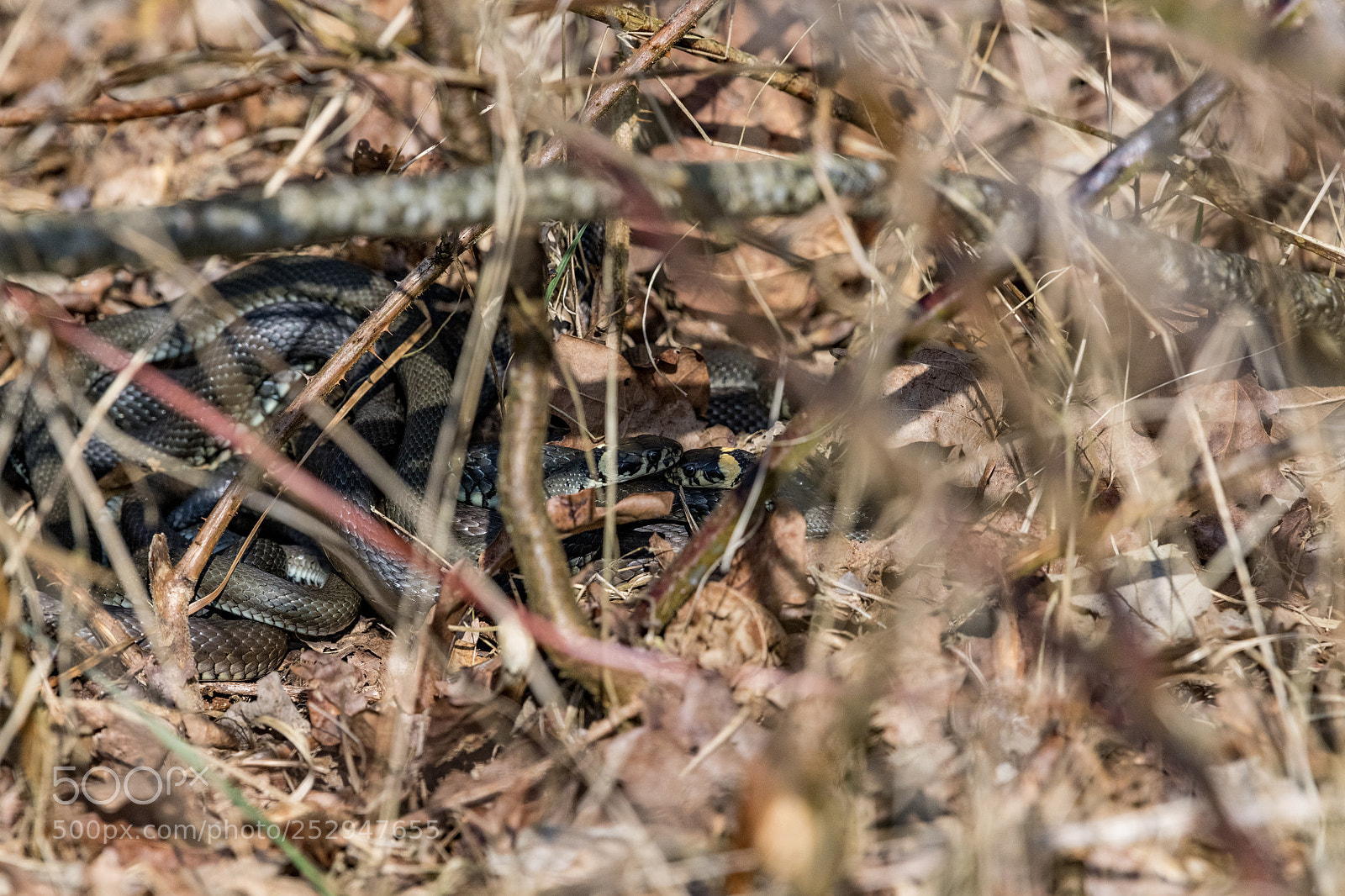 Nikon D850 sample photo. Snake mating ball photography